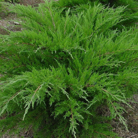 Ienupăr - Juniperus  media Mint Julep – Ienupăr târâtor verde