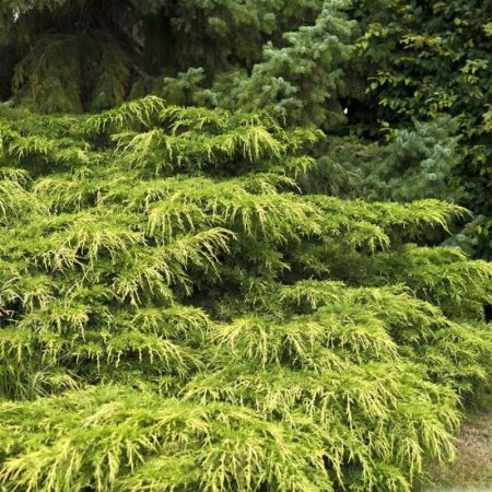 Conifere - Juniperus media  x Pfitzeriana 'Aurea' – Ienupăr Auriu