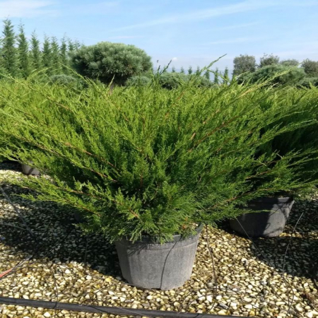 Juniperus  media Mint Julep – Ienupăr târâtor verde [2]