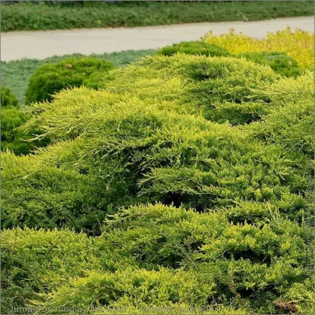 Ienupăr - Juniperus media Old Gold – Ienupăr galben