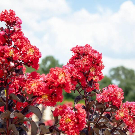 Lagerstroemia indica ‘Black Diamond Best Red’ - Liliac indian de vară [1]