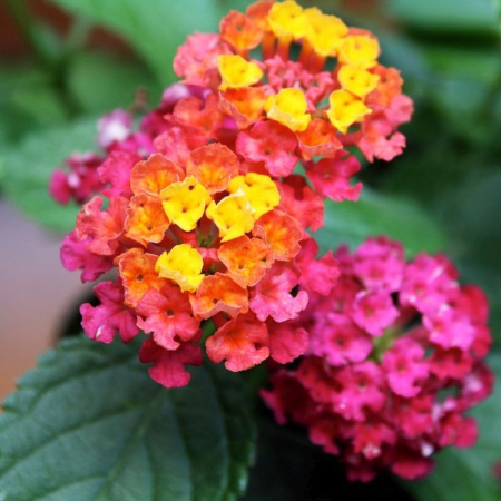 Arbori și arbuști - Lantana camara - Floarea cameleon