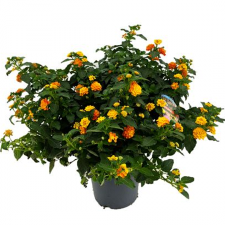 Lantana camara - Floarea cameleon [2]