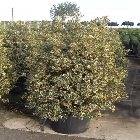 Ilex aquifolium 'Variegatum' - Laur variegat [2]