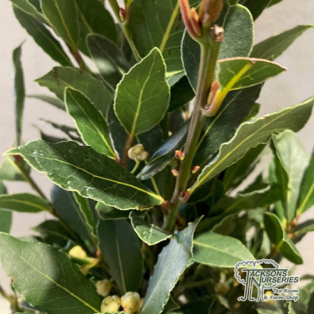Laurus nobilis - mini alberetto - Dafin comestibil - altoit pe trunchi [1]