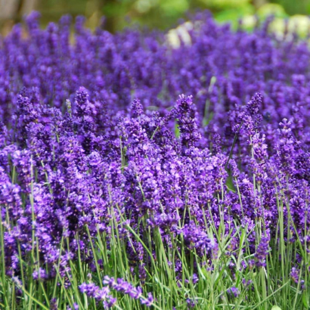 Plante perene - Lavandula angustifolia (spica) - Lavandă englezească