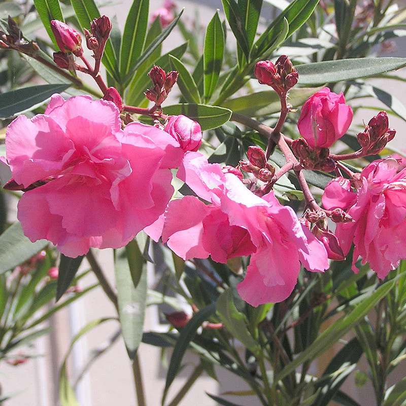 Nerium oleander - Leandru [2]