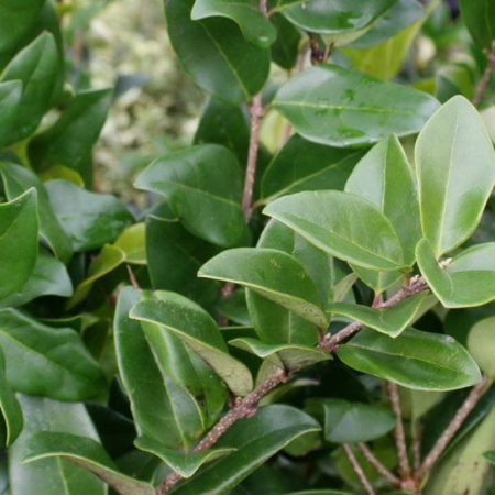 Cu frunziș persistent - Ligustrum texanum - Lemn câinesc texan