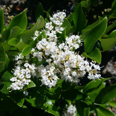 Ligustrum texanum - Lemn câinesc texan [1]