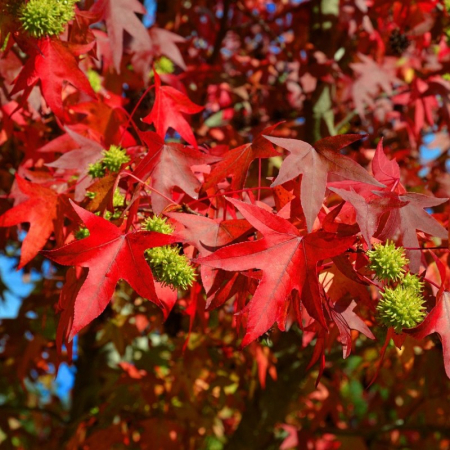 Liquidambar styraciflua - alto fusto - Arborele de gumă pe tulpină înaltă [2]