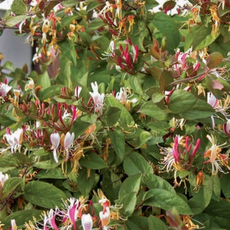 Lonicera japonica Halliana - Caprifoi / Mâna Măicii Domnului [2]