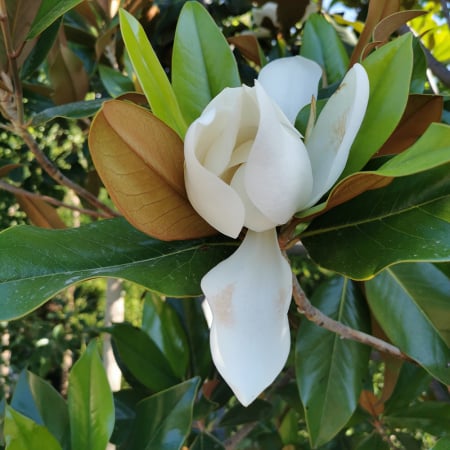 Cu frunziș persistent - Magnolia grandiflora 'Gallisonensis'  - Magnolia cu frunze veșnic verzi