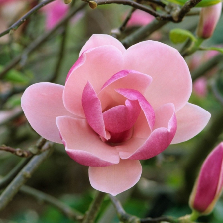 Magnolia x soulangeana - mezzo fusto - Magnolie cu flori roz - altoit pe trunchi [1]