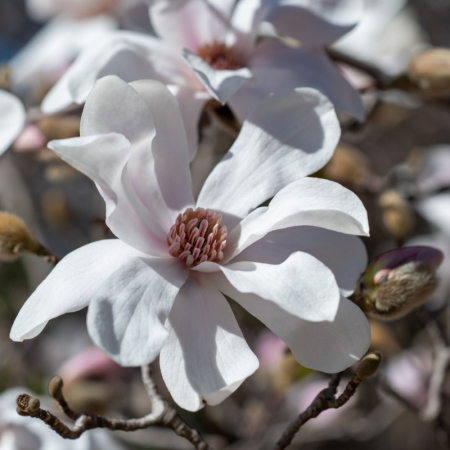Magnolia loebneri 'Merril' - Magnolie 'Merril'
