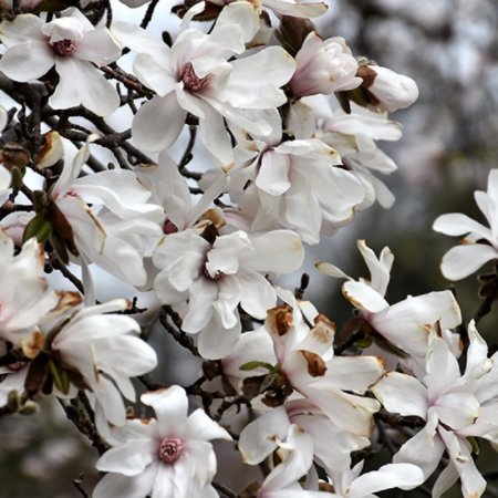 Magnolia loebneri 'Merril' - Magnolie 'Merril' [2]