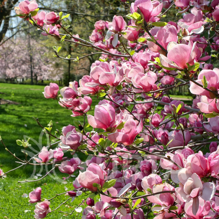Magnolia x soulangeana - Magnolie cu flori roz [2]