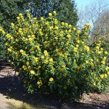Mahonia × media 'Charity' - Mahonia (Strugure din oregon  'Charity') [2]