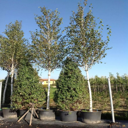 Betula utilis - Mesteacăn de Himalaya [1]