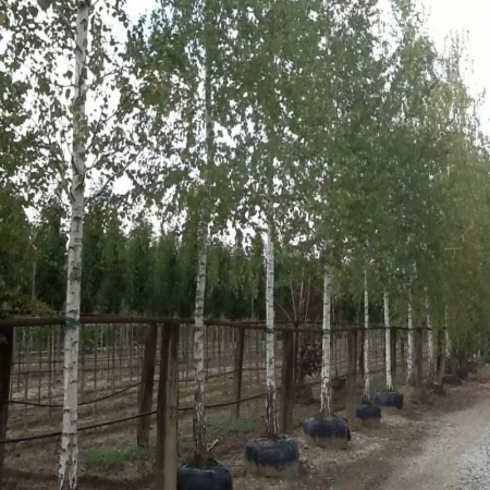 Betula pendula alba - alto fusto  - Mesteacăn pendular alb pe trunchi înalt [1]