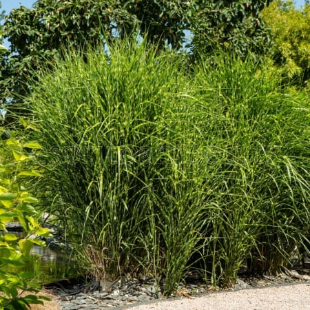 Miscanthus sinesis 'Zebrinus'  - Stuf chinezesc [1]