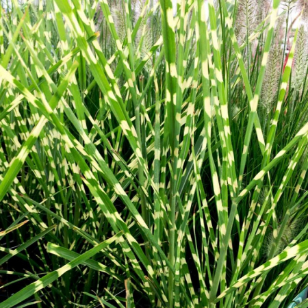Iarbă  și bambus - Miscanthus sinesis 'Zebrinus'  - Stuf chinezesc