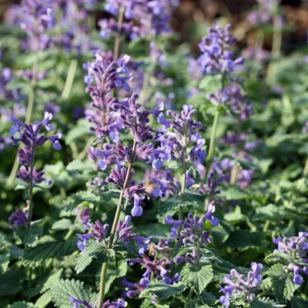 Plante perene - Nepeta racemosa 'Superba' - Mentă de pisică
