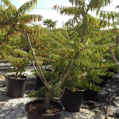 Rhus typhina - Oțetar [2]