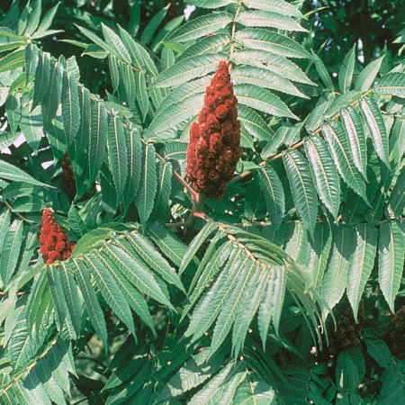 Rhus typhina - Oțetar [1]