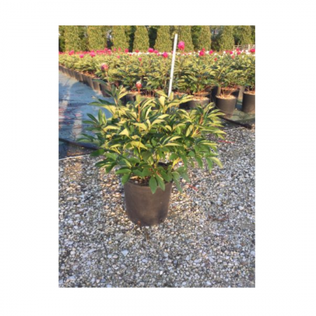 Paeonia lactiflora  Chinensis -  Bujor Chinezesc [5]
