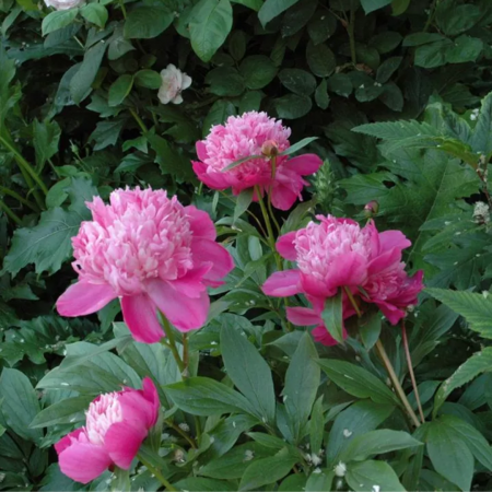 Paeonia lactiflora  Chinensis -  Bujor Chinezesc [1]