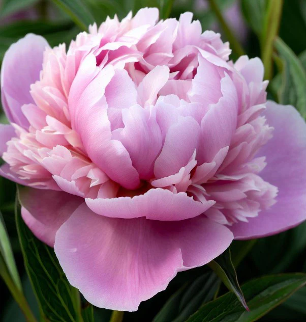 Plante perene - Paeonia lactiflora  Chinensis -  Bujor Chinezesc