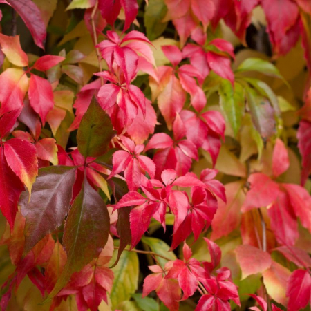 Parthenocissus quinquefolia - Viță sălbatică roșie [1]