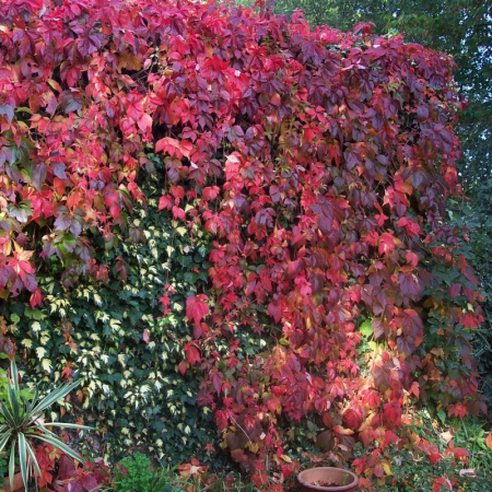 Plante cățărătoare - Parthenocissus quinquefolia - Viță sălbatică roșie