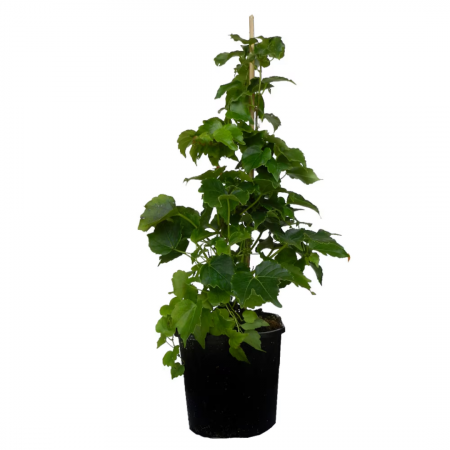 Parthenocissus tricuspidata  – Viţă canadiană [2]
