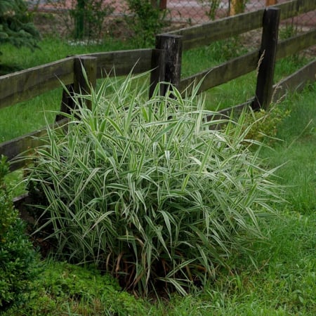Phalaris arundinacea ‘Feesey - Iarbă ornamentală [1]