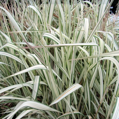 Iarbă  și bambus - Phalaris arundinacea ‘Feesey - Iarbă ornamentală
