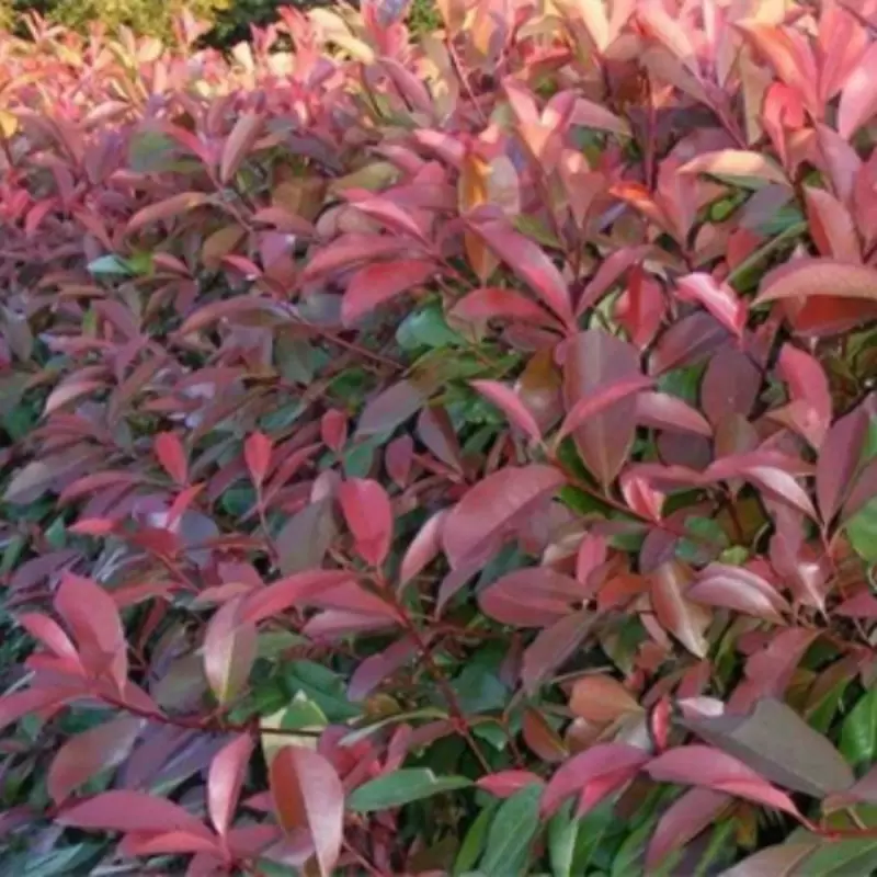 Photinia x  fraseri 'Carre Rouge' - Photinia  'Carre Rouge' [1]
