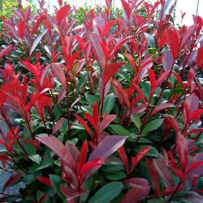 Photinia x  fraseri 'Carre Rouge' - Photinia  'Carre Rouge' [2]