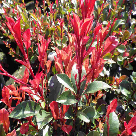 Cu frunziș persistent - Photinia x  fraseri 'Carre Rouge' - Photinia  'Carre Rouge'