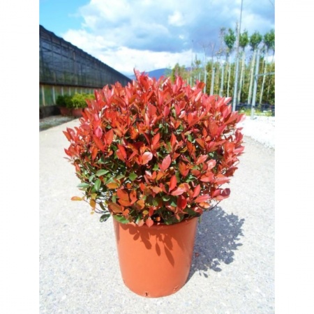 Photinia x fraseri 'Little Red Robin' (nana) palla - Photinia tip globular [2]