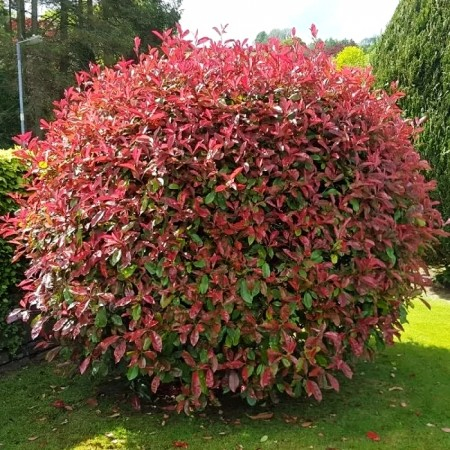 Cu frunziș persistent - Photinia x fraseri 'Little Red Robin' (nana) palla - Photinia tip globular