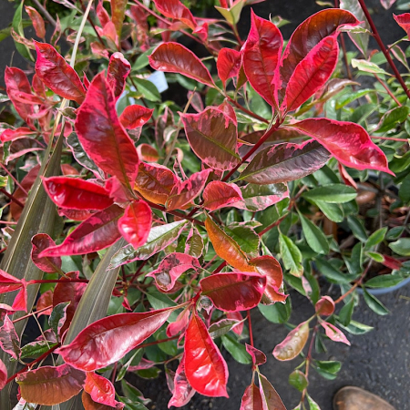 Cu frunziș persistent - Photinia x fraseri ‘Pink Marble’ - Photinia în ghiveci Lofly