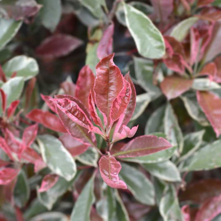 Photinia x fraseri ‘Pink Marble’ - Photinia în ghiveci Lofly [2]