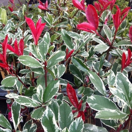 Photinia x fraseri ‘Pink Marble’ - Photinia în ghiveci Lofly [1]