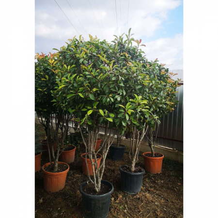 Photinia serrulata 'Red Robin' multitronco - Photinia serrulata 'Red Robin' -  multitrunchi [1]
