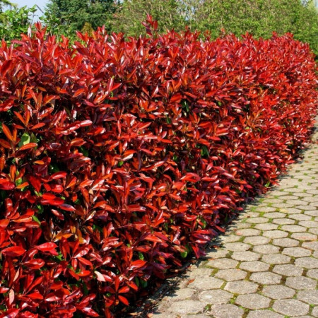 Cu frunziș persistent - Photinia serrulata 'Red Robin' multitronco - Photinia serrulata 'Red Robin' -  multitrunchi