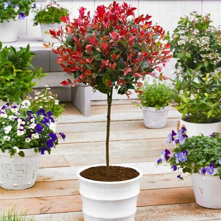 Photinia  serrulata 'Red Robin' mini alberetto - Photinia - altoit pe trunchi [1]