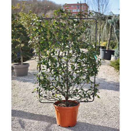 Photinia serrulata 'Red Robin' spalliera - Photinia serrulata 'Red Robin' pe spalier [2]