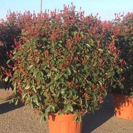 Photinia serrulata 'Red Robin'  - Photinia serrulata 'Red Robin' [1]