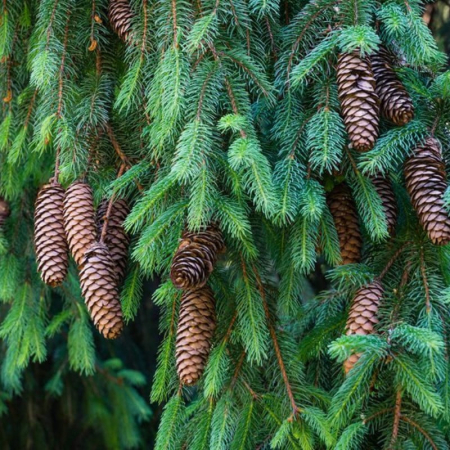 Brad și Molid - Picea abies 'Excelsa' - Molid norvegian